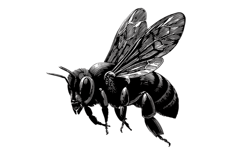 A Detailed Engraving of a Bee in Flight