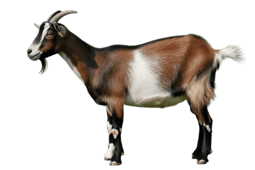 Brown, white, and black goat standing in profile