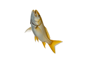 Yellow fish with open mouth swimming on black background