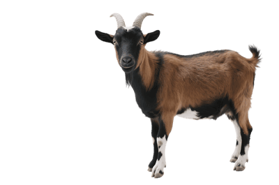 Brown and black goat with horns on transparent background