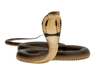 Majestic cobra posing with hood expanded on transparent background