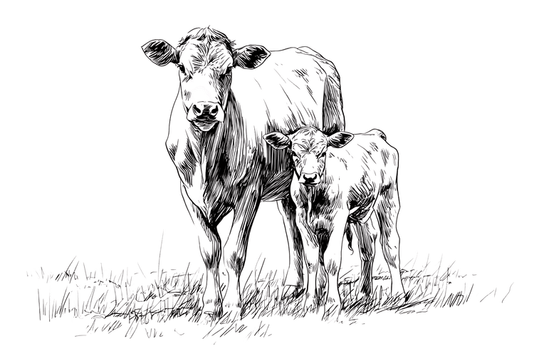 Cow and Calf in Black and White