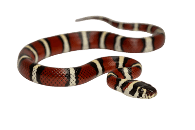 Red, black, and white milk snake coiled on transparent background
