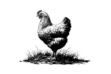 Elegant hen in grayscale