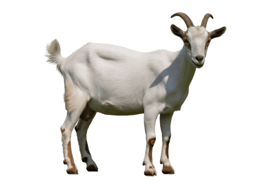 Full body shot of a white goat with horns