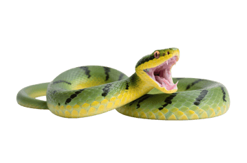 Green snake with open mouth
