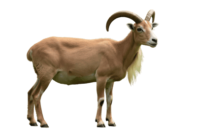 Standing urial wild sheep mammal animal wildlife