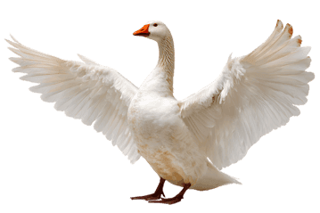 Majestic white goose with wings spread wide.