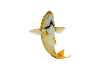 Yellow fish with open mouth, isolated on transparent background