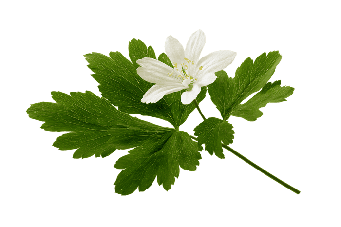Close up of a delicate white wood anemone flower.