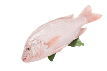 Fresh raw fish ready for cooking and consumption