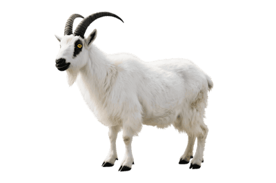 Full body mountain goat with black horns isolated