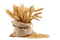 Wheat stalks in burlap sack, grains spilling