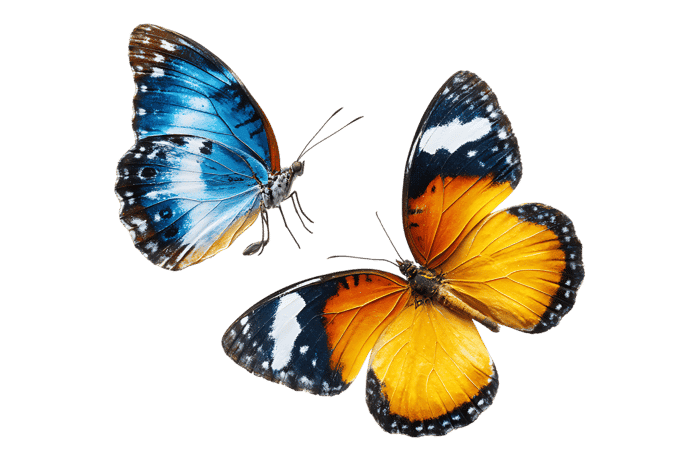 Two vibrant butterflies on black background