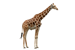Giraffe PNG images