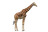 Giraffe PNG images