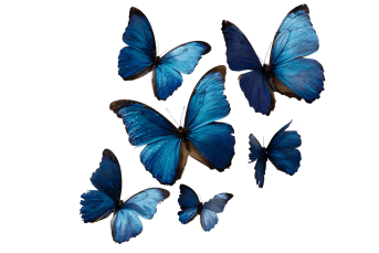 Insects PNG Images